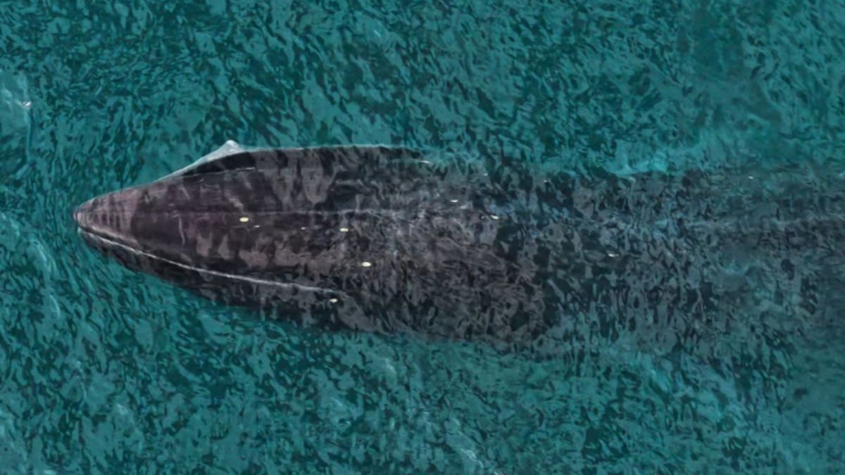 SC: Baleia com dentes que encalhou em praia é resgatada com escolta da PRF