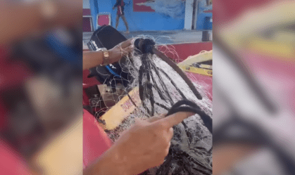 Baleia fica presa em rede de pesca e é salva por bombeiros