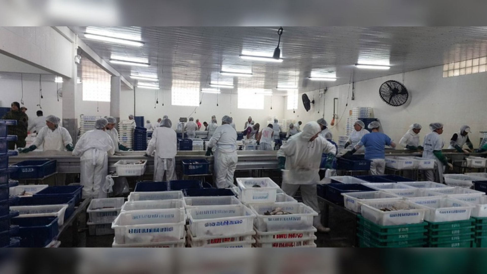Ibama aprende 104 toneladas de peixe em pesca ilegal