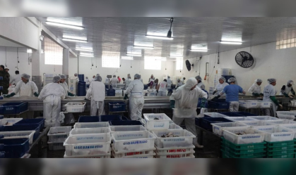 Ibama aprende 104 toneladas de peixe em pesca ilegal