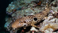Imagem vinculada ao feed original: Peixe-demônio sem olhos pode estar entre os mais raros do mundo