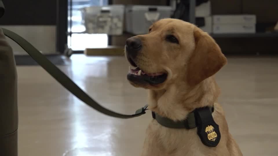 Bomb-sniffing dogs graduate, ready for World Cup security