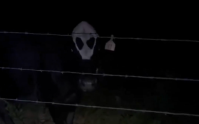 'Vaca alienígena' causa espanto ao ser iluminada em zona rural nos EUA