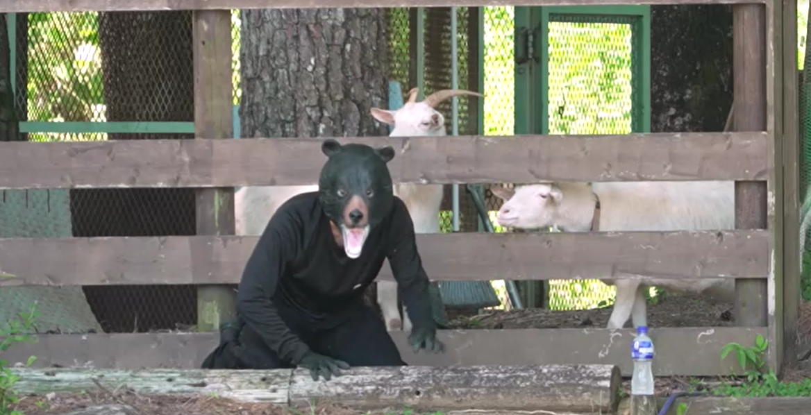 OMEM FANTASIA DE URSO DURANTE O SIMULADO