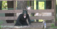 Vídeo: Japão simula invasão de urso em escola com funcionário fantasiado