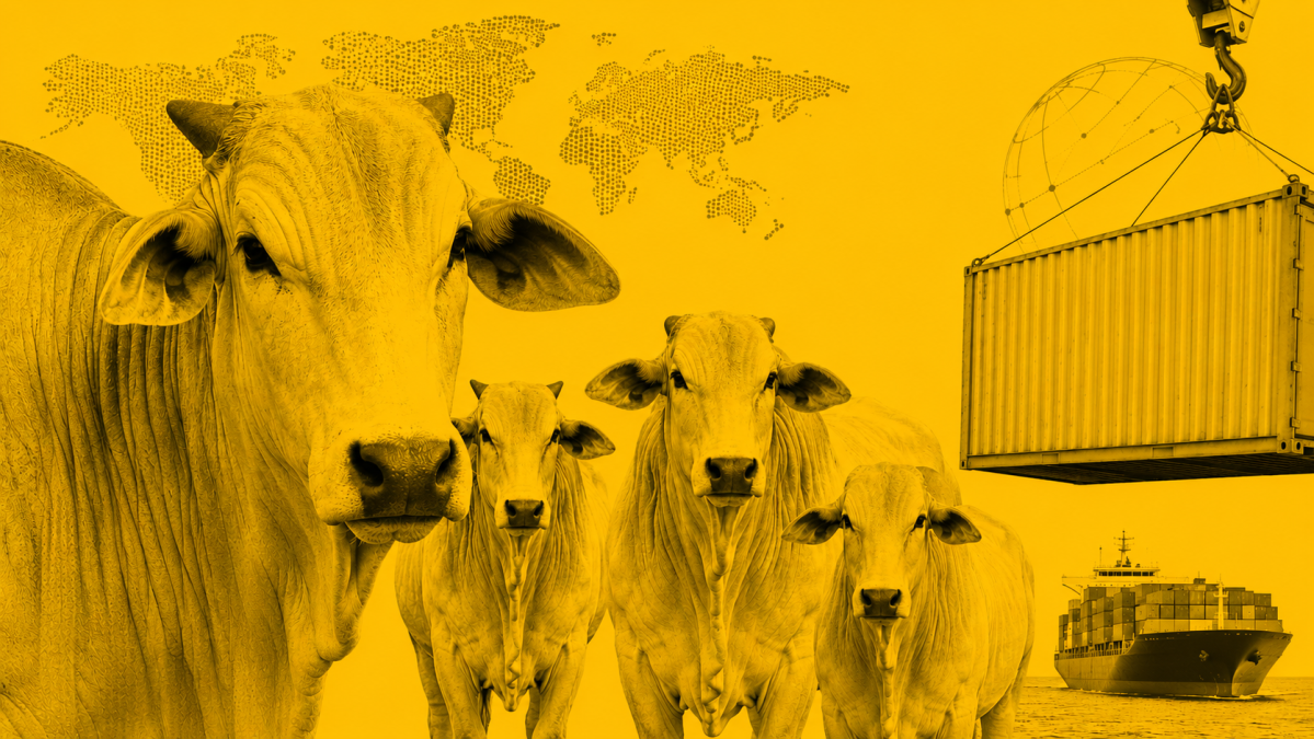 Brasil deve enviar carta à China para rever cota da carne bovina