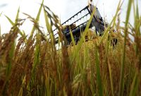 Arrozeiros pedem juros abaixo de 10% no Plano Safra