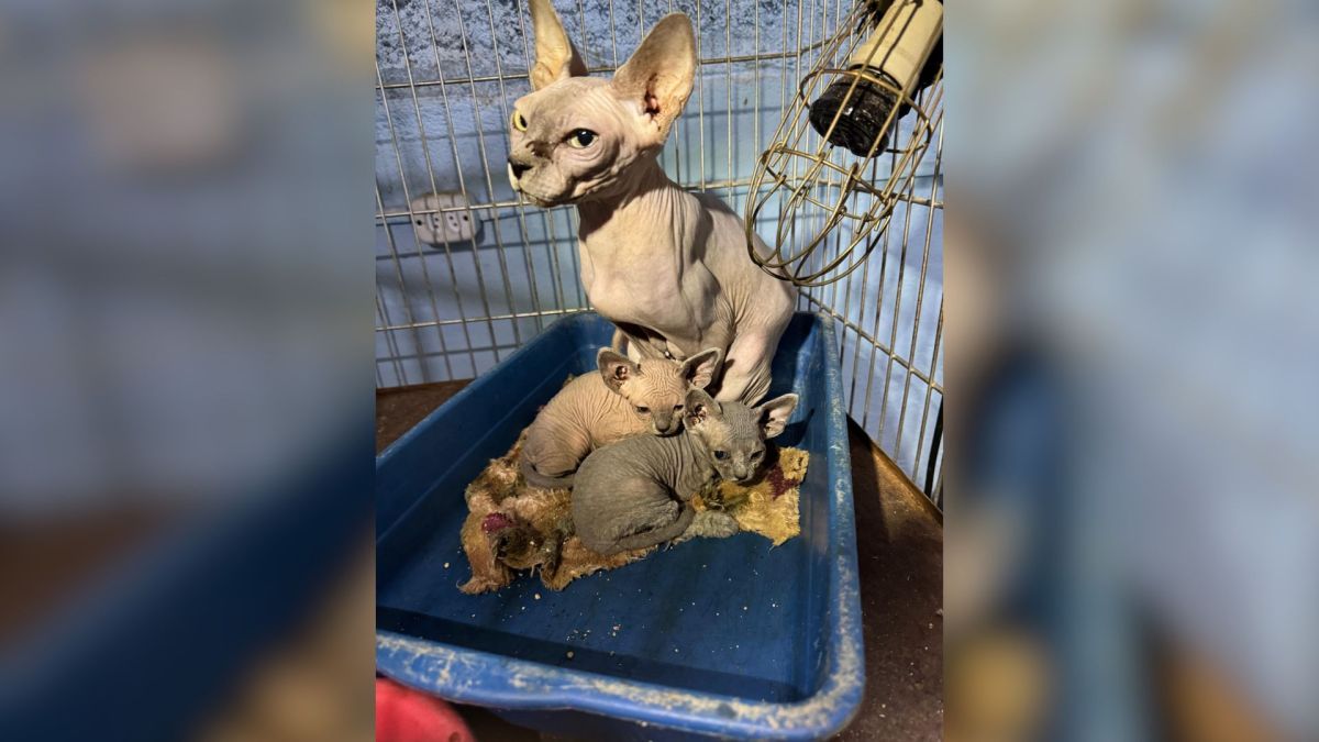 Falso veterinário flagrado operando gato tem prisão decretada no Rio