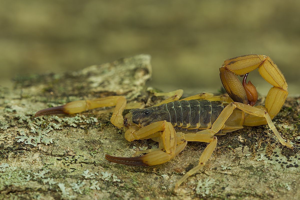 Escorpião-amarelo-Tityus-serrulatus