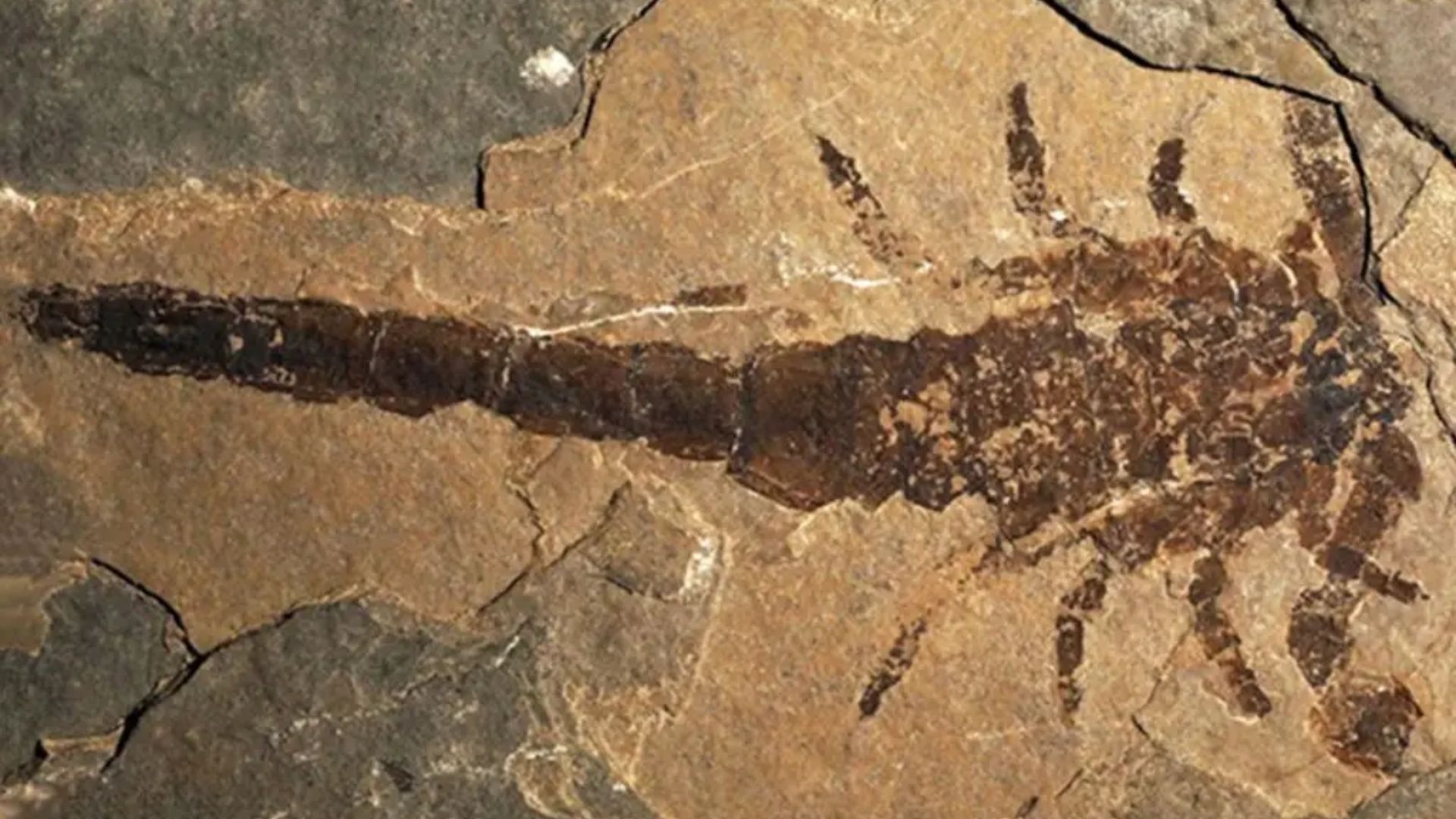 O estudo observa que determinar o comprimento total exato do corpo é difícil devido à natureza fragmentada dos fósseis, mas confirma que o P. gigas era um gigante comparado ao maior escorpião atual (Gigantometrus), que possui garras de apenas 3,7 centímetros • Dunlop & Garwood / PeerJopens / CC BY-SA 4.0/Reprodução