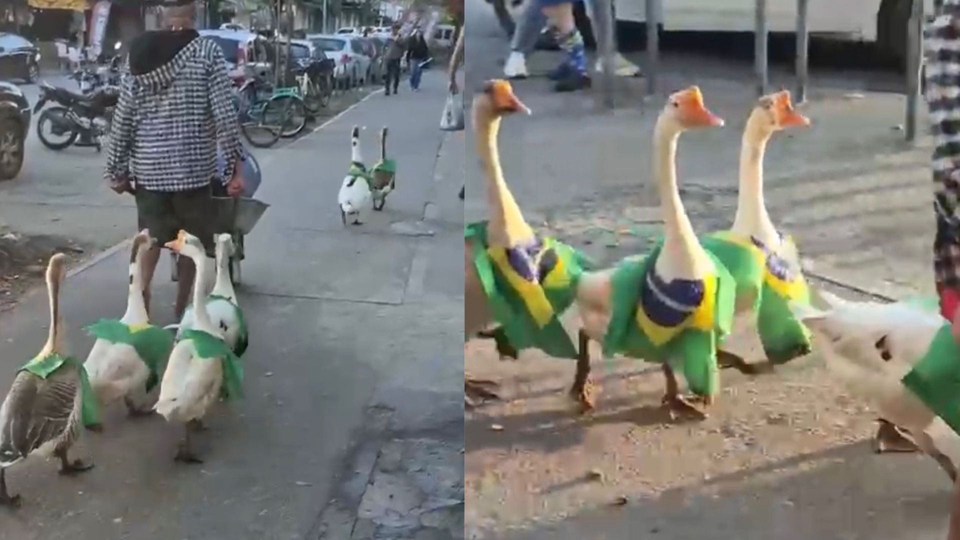 Gansos Brasil