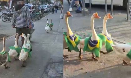 Gansos Brasil