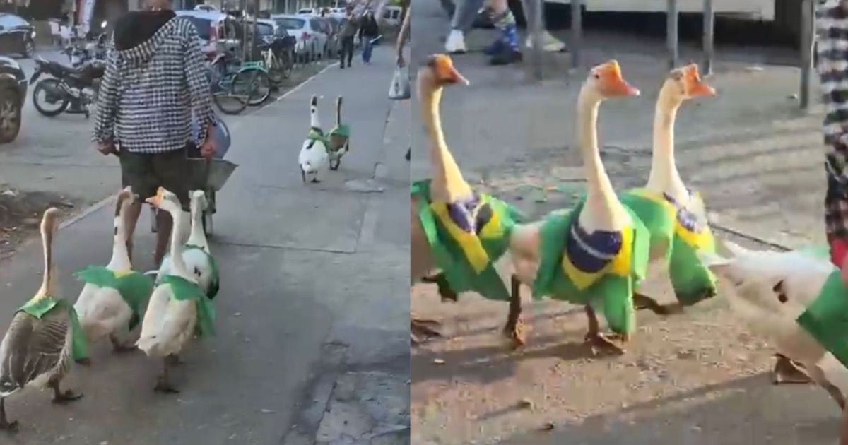 Vídeo: gansos com bandeiras do Brasil desfilando no RJ viraliza na internet