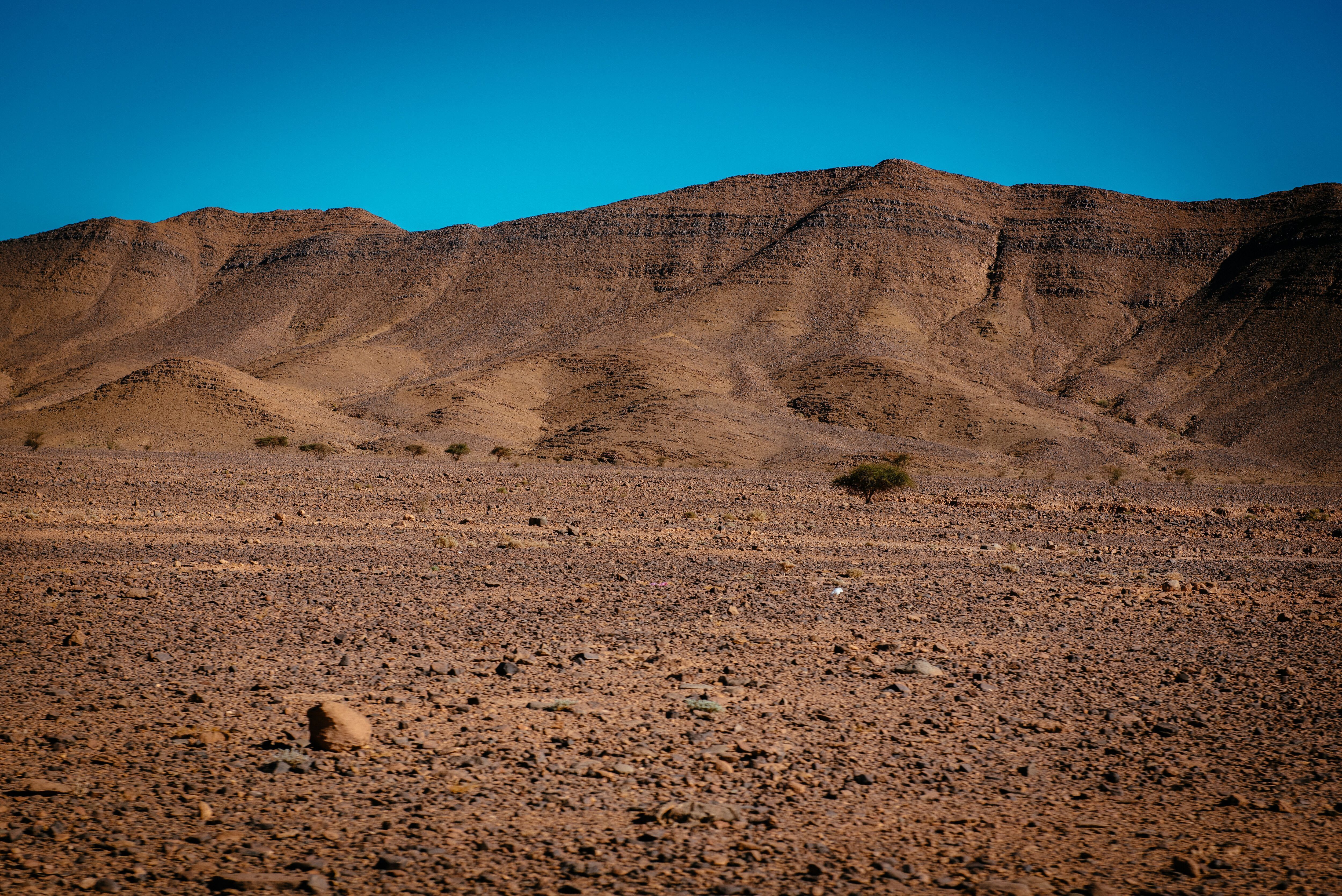 Árvore de acácia no deserto de Hamada