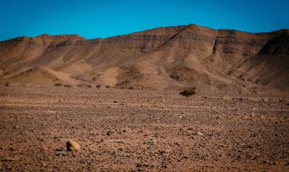 Árvore de acácia no deserto de Hamada