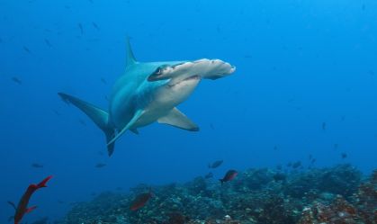 Scalloped Hammerhead Shark.