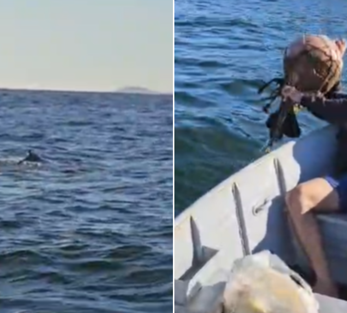 Baleia jubarte fica presa em rede de pesca e quase morre em Niterói