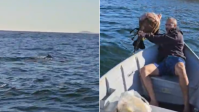 Baleia jubarte fica presa em rede de pesca e quase morre em Niterói