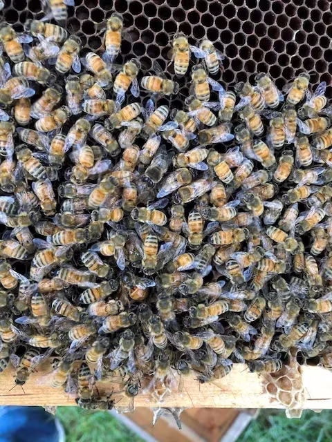 Abelhas se movimentam entre realeiras em um favo de mel dentro de uma colmeia, nesta foto divulgada no Jardim Botânico Nacional de Pequim, China, em 18 de junho de 2021, publicada em 3 de junho de 2026 • Kai Wang/Chinese Academy of Agricultural Sciences/Handout via REUTERS