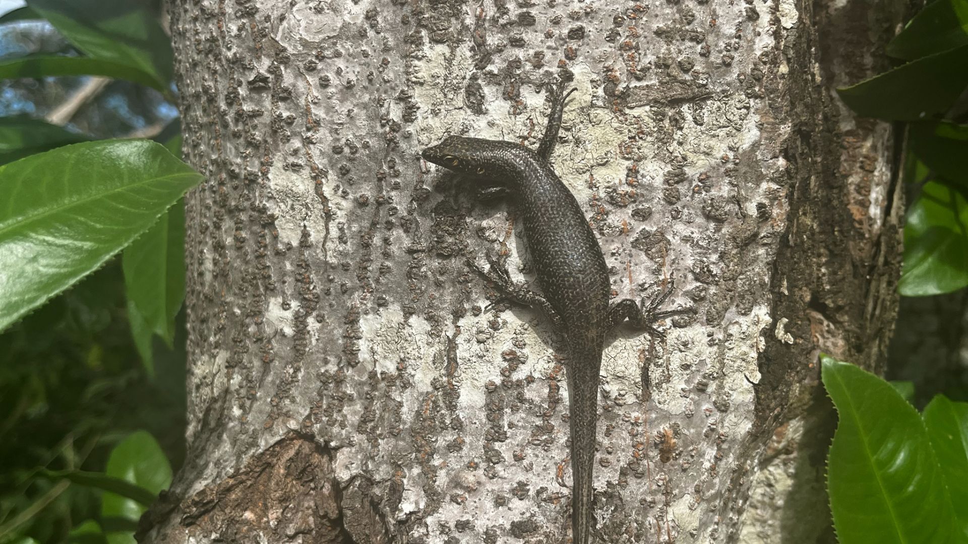 Lagarto de Noronha veja espécie que só existe em arquipélago brasileiro (2)