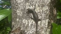 "Lagarto de Noronha": veja espécie que só existe em arquipélago brasileiro