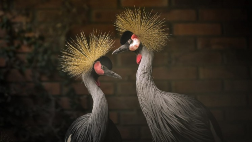 "Grous-coroados", espécie resgatada do tráfico internacional de animais