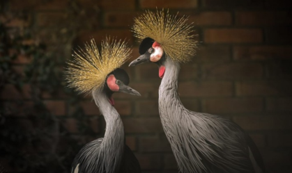 "Grous-coroados", espécie resgatada do tráfico internacional de animais