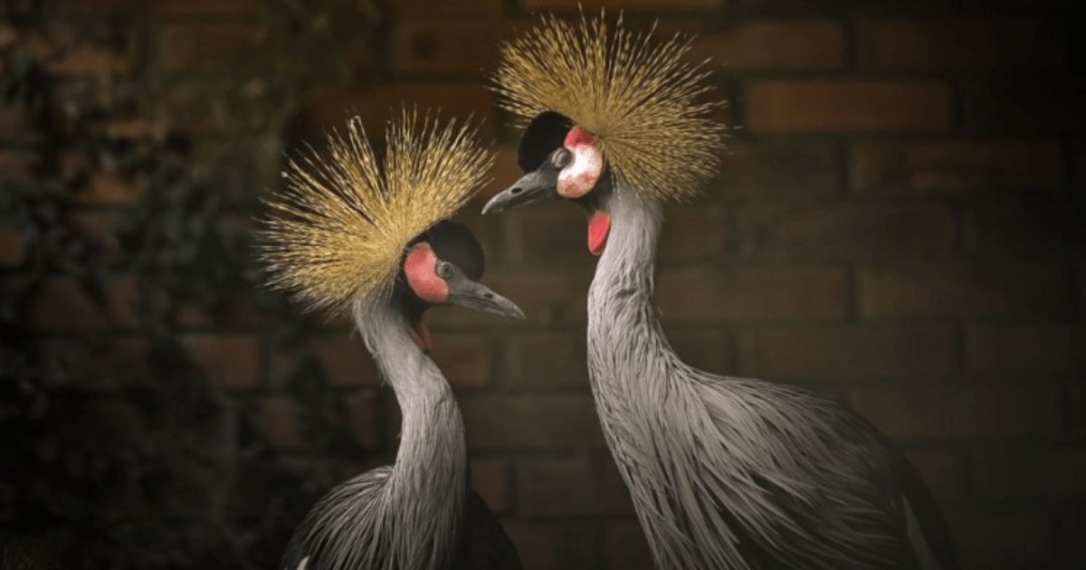 “Grúas”: conoce aves exóticas que bailan y fueron rescatadas del tráfico “Grúas”: conoce aves exóticas que bailan y fueron rescatadas del tráfico