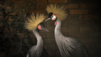 "Grous": conheça aves exóticas que dançam e foram resgatadas do tráfico