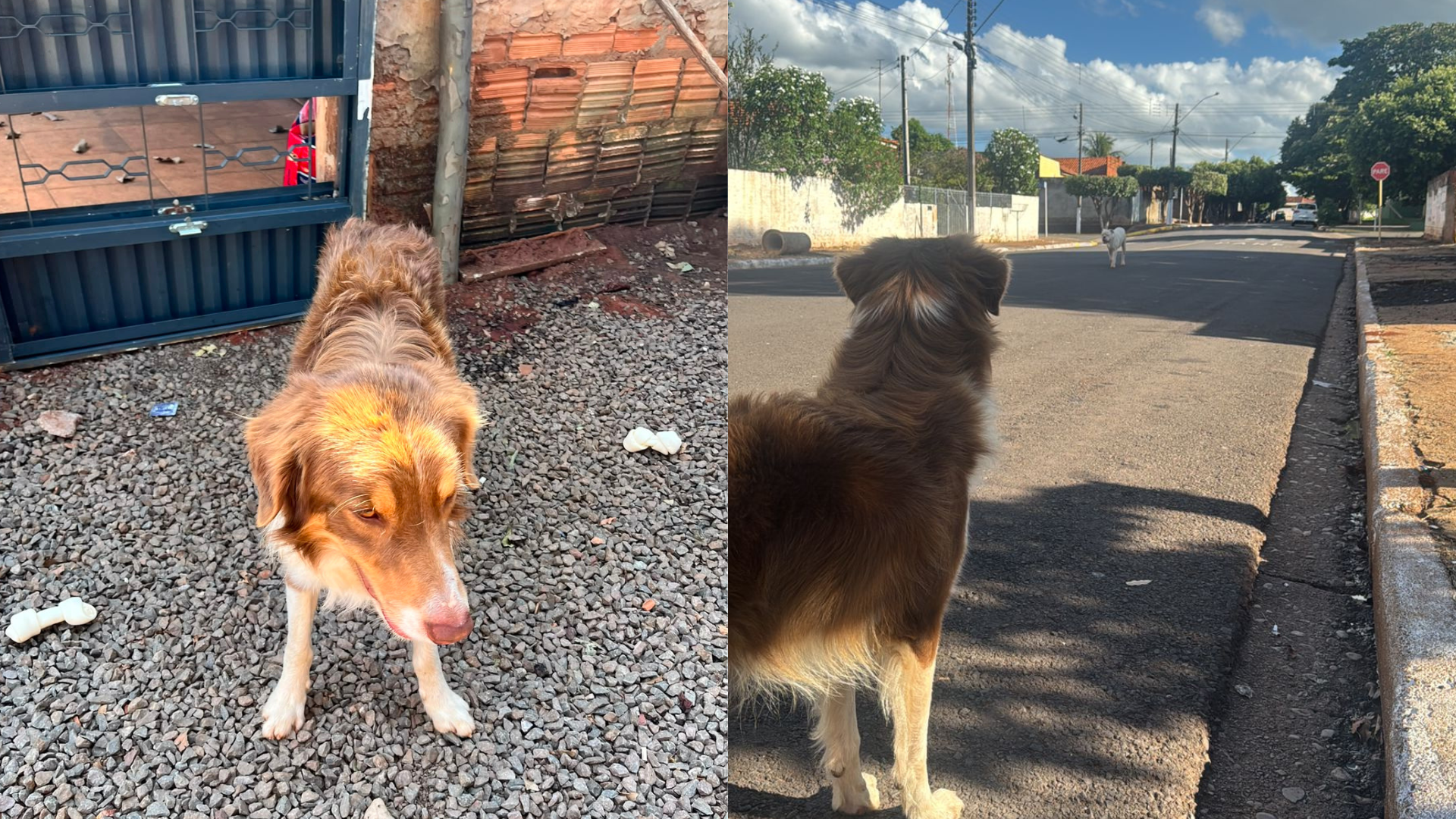 A morte do cão Odim está sendo investigada pela Polícia Civil • Arquivo pessoal