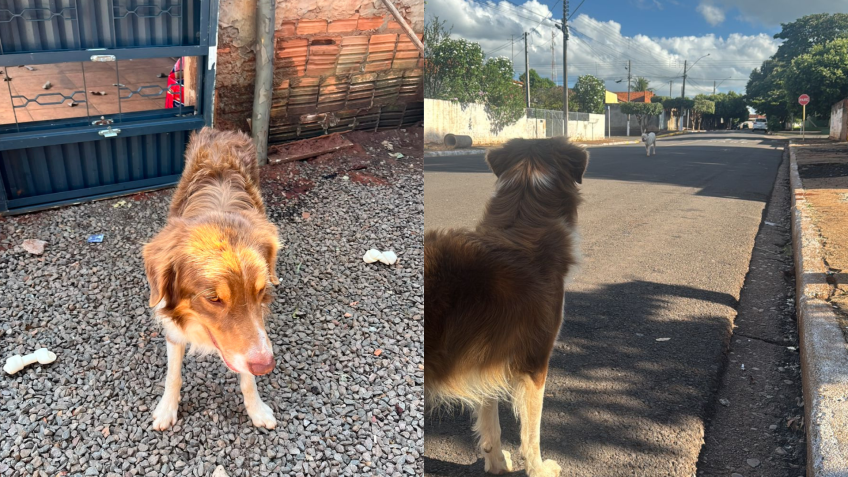 A morte do cão Odim está sendo investigada pela Polícia Civil • Arquivo pessoal