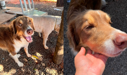 MORRE CÃO COMUNITÁRIO