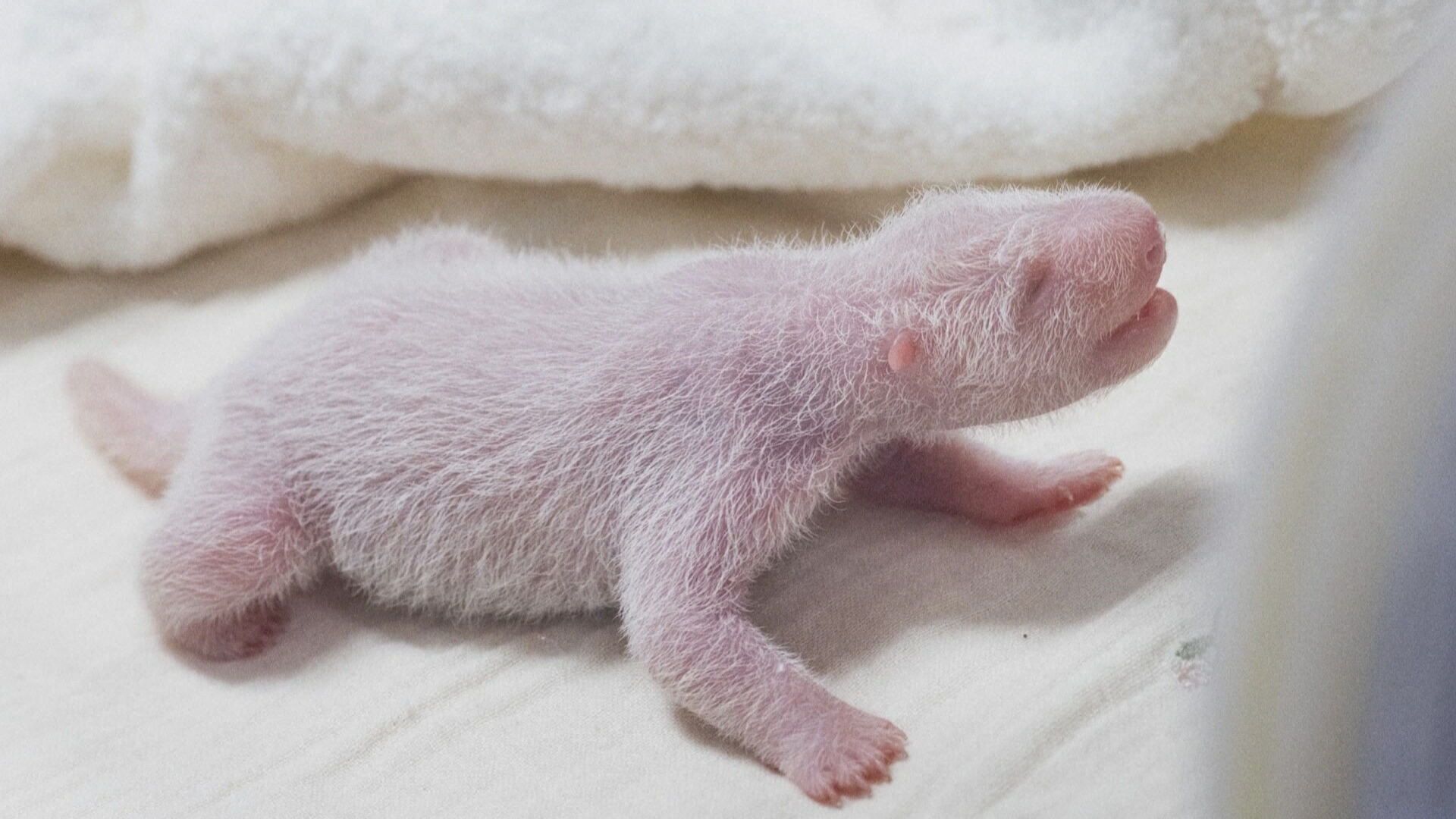 Panda-gigante dá à luz seu quarto filhote na Coreia do Sul