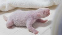 Panda-gigante dá à luz quarto filhote em zoológico na Coreia do Sul