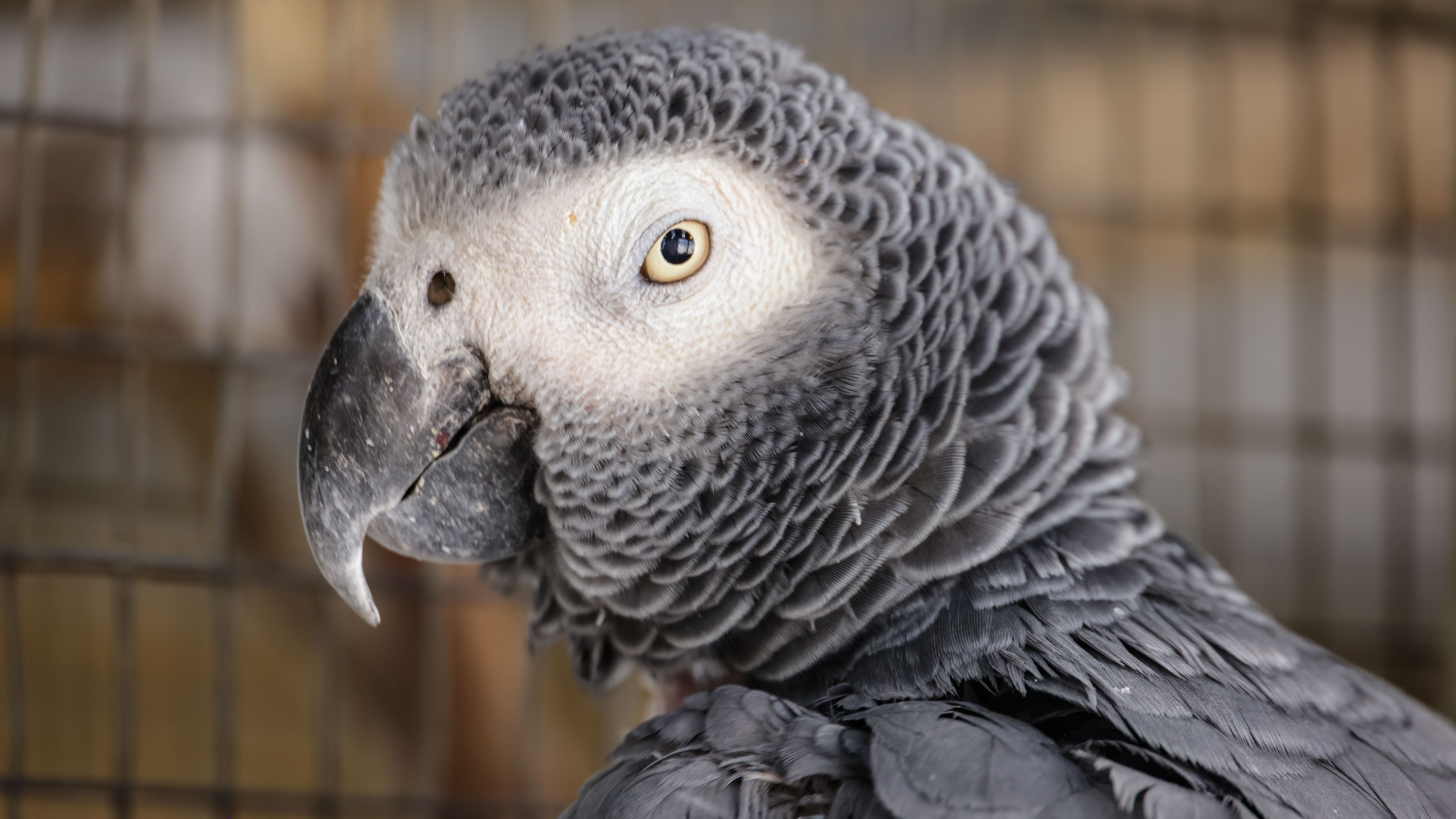 Pássaros do amor estudo científico revela que aves podem se masturbar