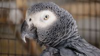 Pássaros do amor: estudo científico revela que aves podem se masturbar