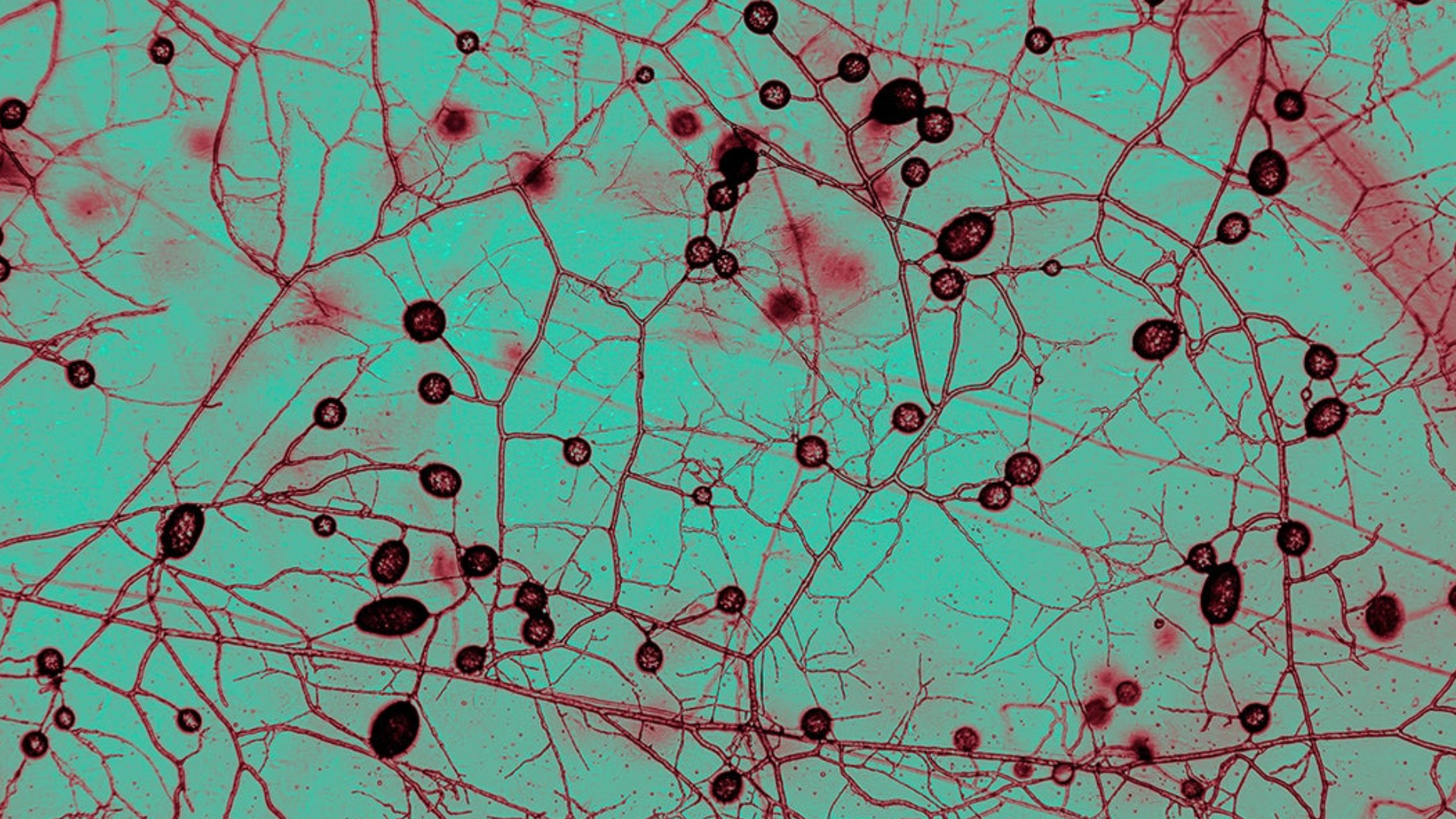 Os fungos micorrízicos arbusculares exercem papel essencial na regulação do clime, já que transportam cerca de quatro quatro bilhões de toneladas de equivalente de CO₂ para o solo • Reprodução/Vrije Universiteit Amsterdam