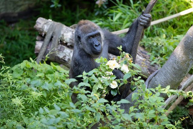 Olympia em seu habitat no Zoológico, antes da gravidez. • Reprodução | Jeremy Dwyer-Lindgren/Zoológico Woodland Park