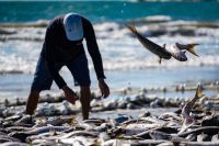 Governo amplia cota da tainha após pressão de pescadores em SC
