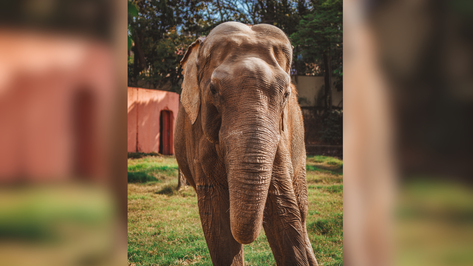 Sandro é preparado para deixar o Zoológico de Sorocaba após 44 anos no local.