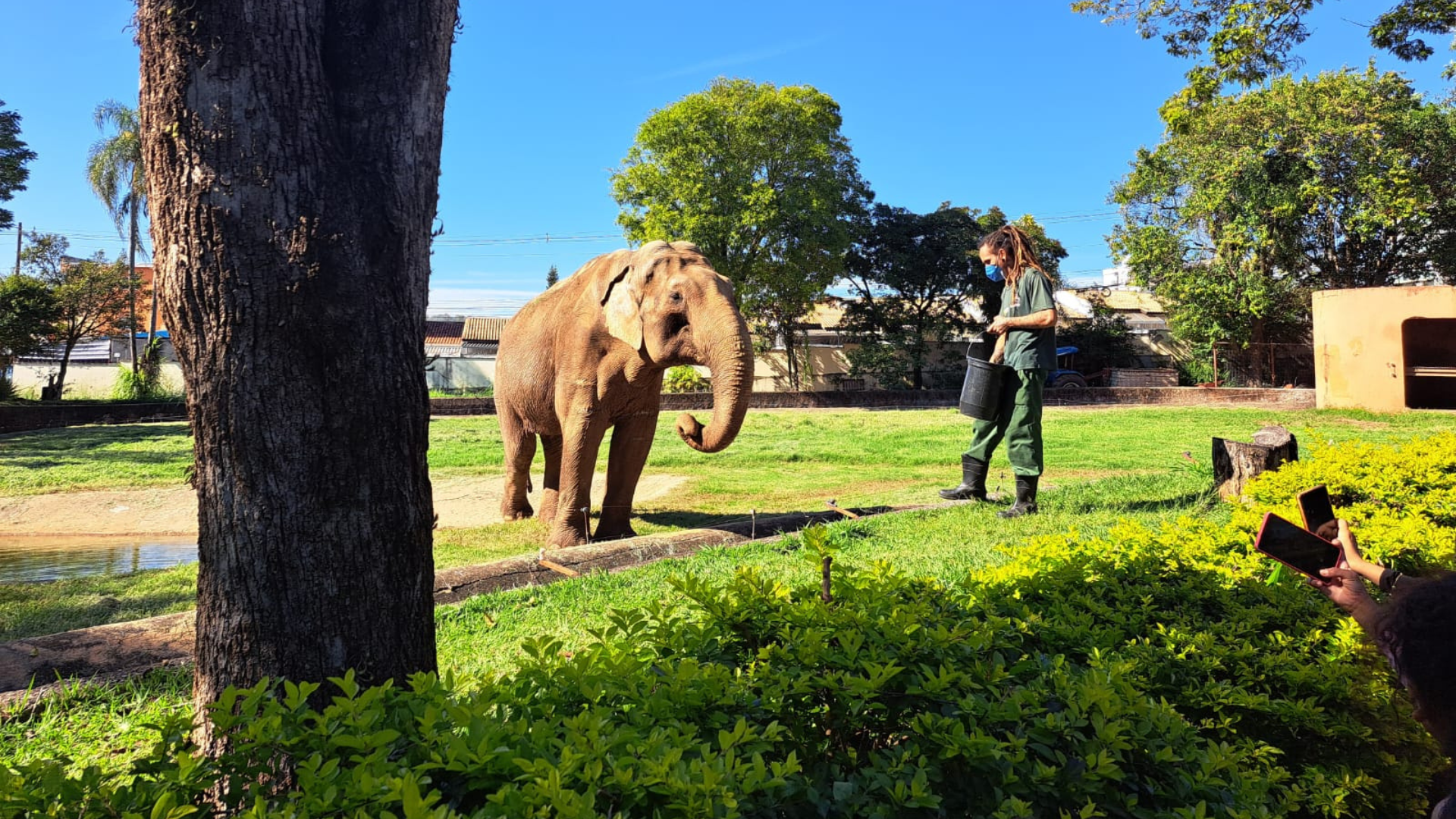 TRANSFERE ELEFANTE SANTUÁRIO