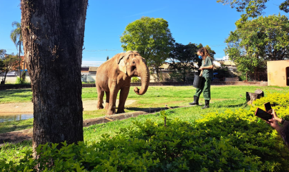TRANSFERE ELEFANTE SANTUÁRIO