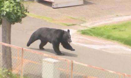 Urso ataca pessoas em Fukushima, no Japão