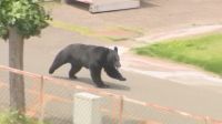 Vídeo: urso persegue e ataca pessoas no Japão deixando quatro feridos
