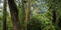 "Espada Celestial" de 84 metros é árvore mais alta do Leste da Ásia