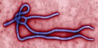 Dois bebês morrem de Ebola no Congo; risco para crianças é elevado