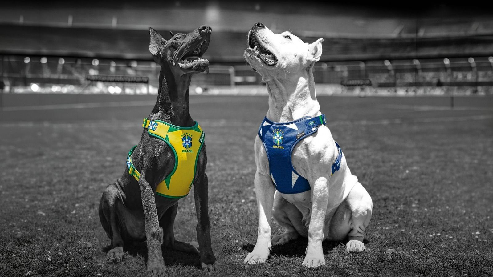 CBF lança produtos focados na Seleção Brasileira para cães e gatos