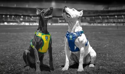 CBF lança produtos focados na Seleção Brasileira para cães e gatos