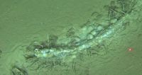Descoberta inédita mostra enorme "cemitério" de baleias no fundo do oceano