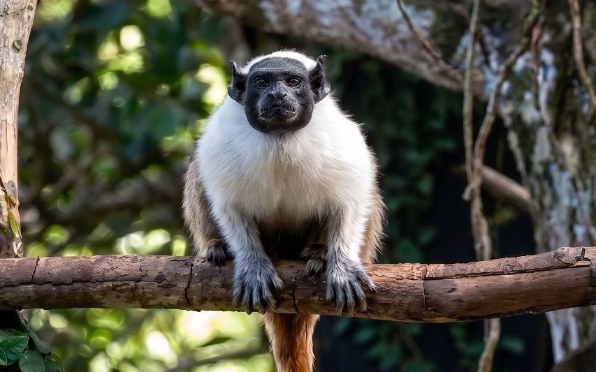 A descoberta de duas fêmeas de lagostim em uma praia de Belém marcou o primeiro registro dessa espécie invasora no bioma da Amazônia